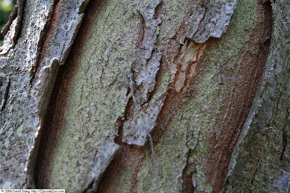 Shademaster Honey Locust (Gleditsia Triacanthos 'Shademaster') — ideal for bringing graceful structure and dappled shade to any landscape design