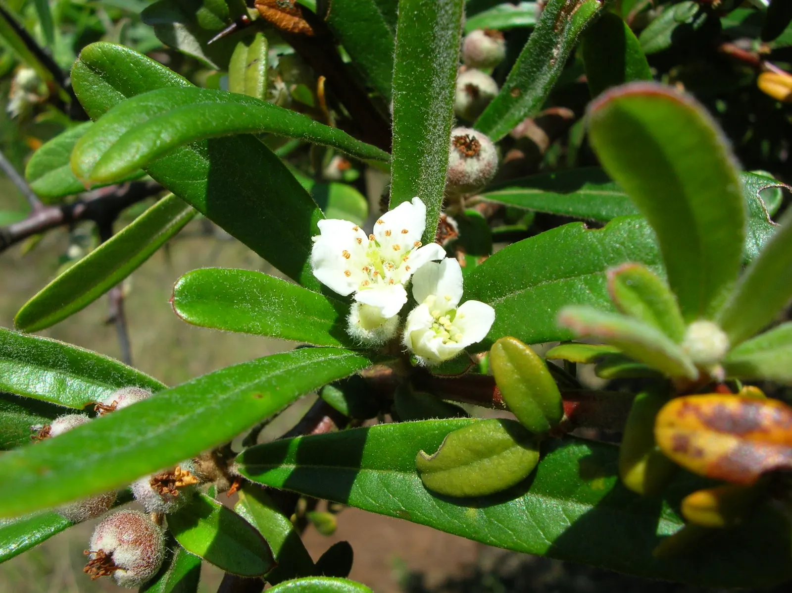 Firethorn (Pyracantha Koidzumii 'Victory') — prized for its dense growth habit