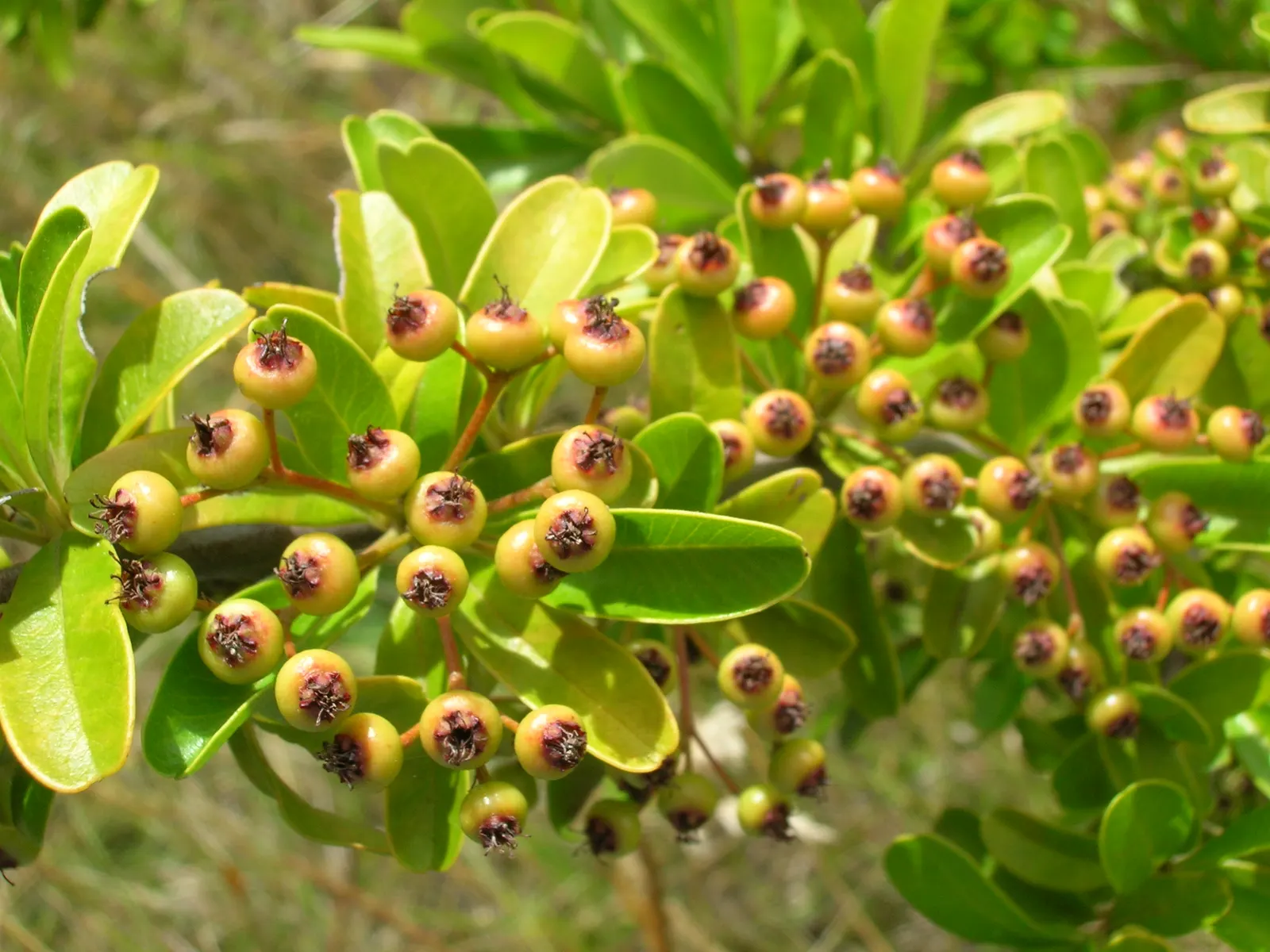 Firethorn (Pyracantha Koidzumii 'Victory') — Pyracantha koidzumii 'Victory' (Firethorn) is an evergreen shrub