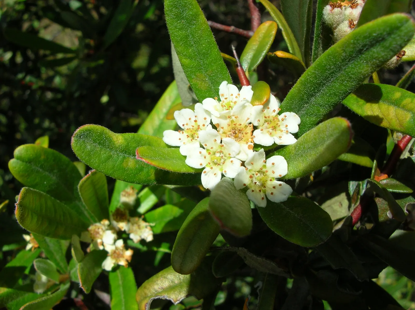 Firethorn (Pyracantha Koidzumii 'Victory') — reaching up to 8-10 feet tall and 6-8 feet wide