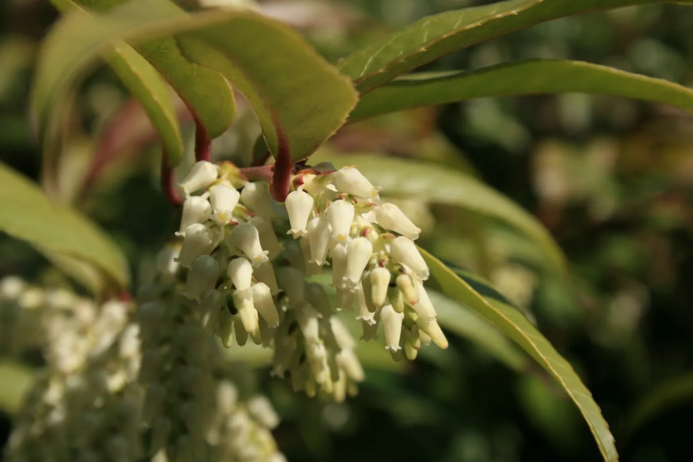 Coastal Doghobble (Leucothoe axillaris) — bell-shaped white flowers that emerge in the spring