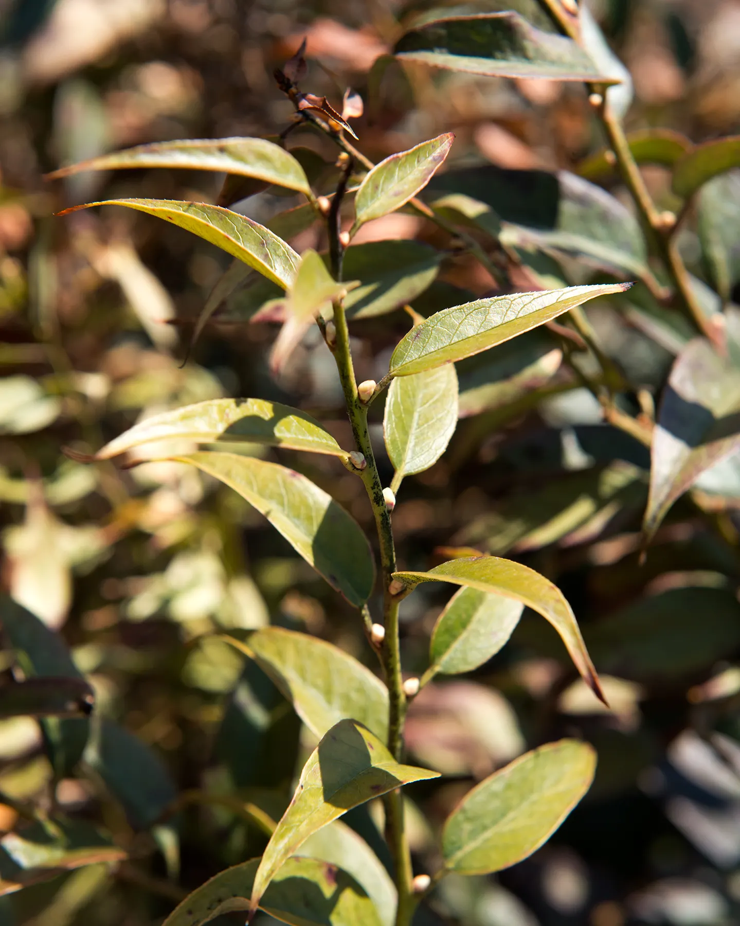 Coastal Doghobble (Leucothoe axillaris) — is a graceful evergreen shrub reaching 3-6 feet tall with a similar spread; bell-shaped white flowers in spring