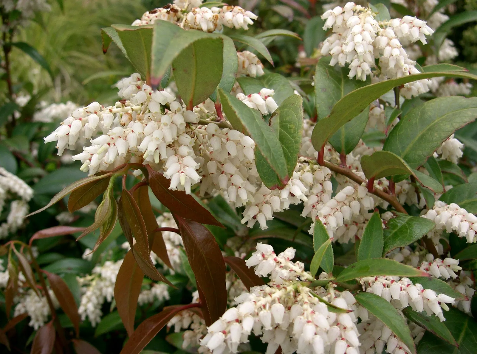 Coastal Doghobble (Leucothoe axillaris) — Its dense foliage provides excellent ground cover, and it‚Äôs resistant to deer and certain pests