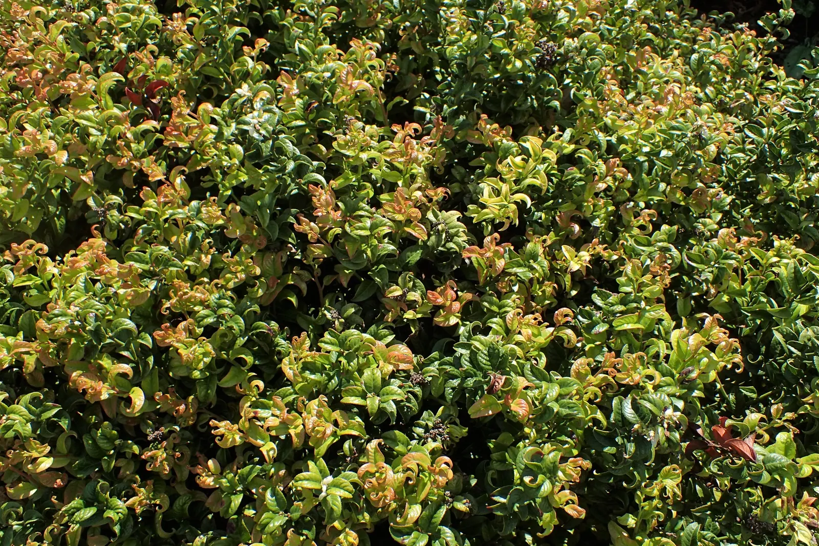 Coastal Doghobble (Leucothoe axillaris) — making it an excellent choice for a landscape design that emphasizes native flora