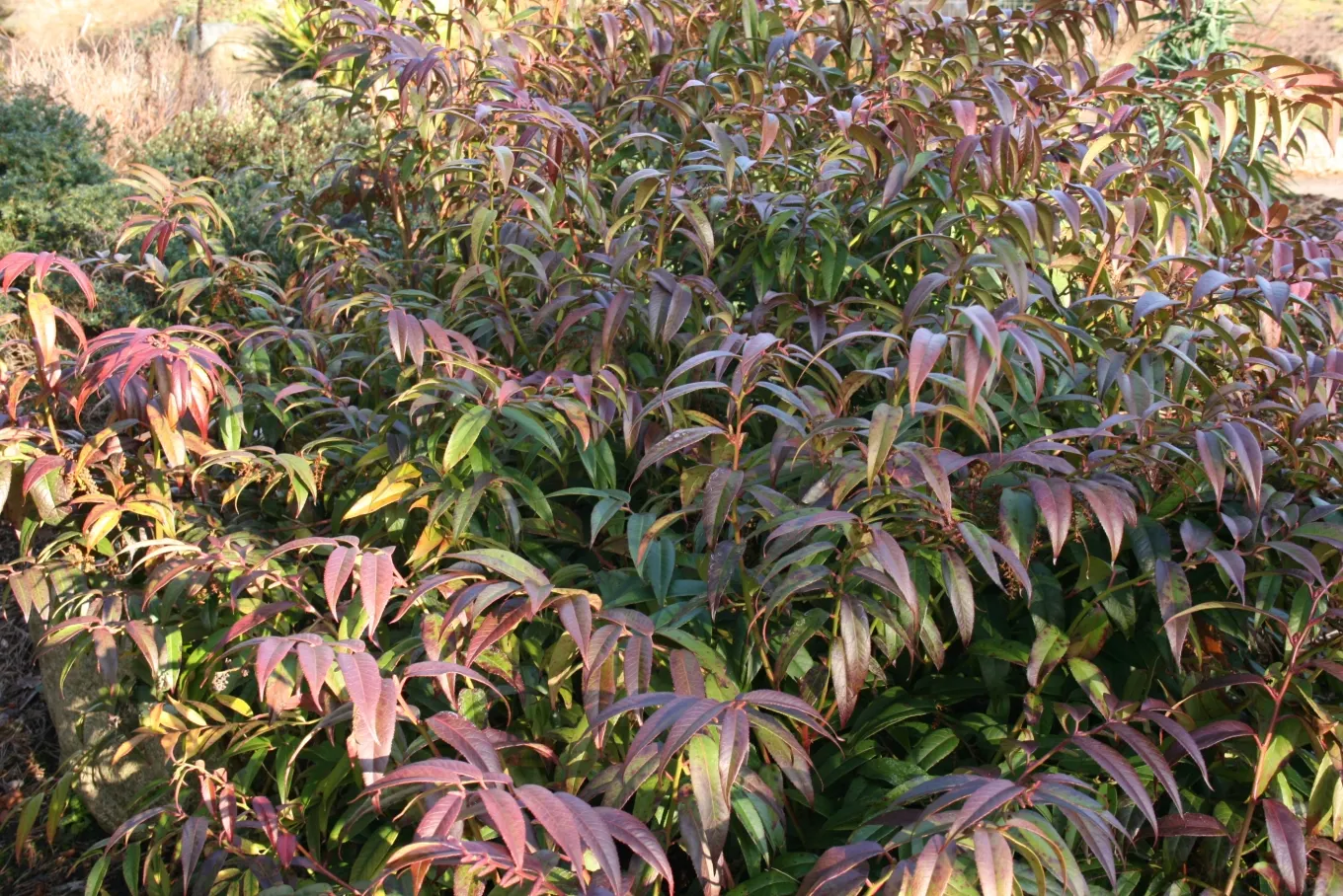 Coastal Doghobble (Leucothoe axillaris) — this plant reaches a height and width of 3 to 5 feet