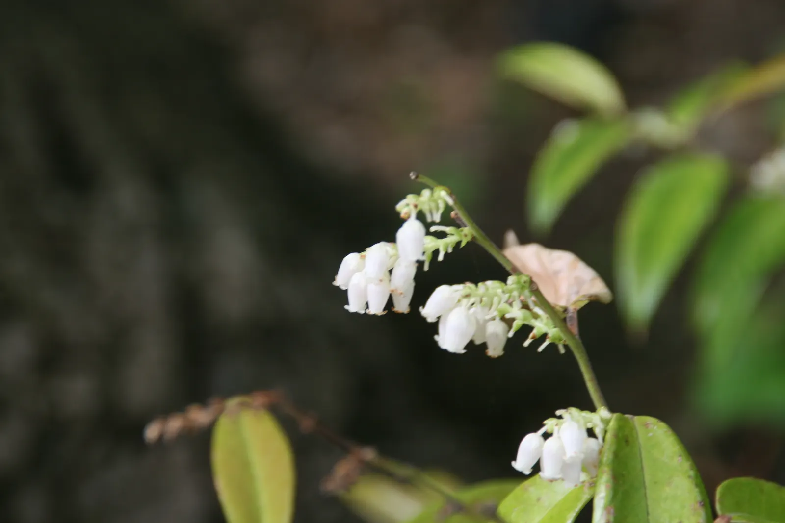 Coastal Doghobble (Leucothoe axillaris) — and it does particularly well in partial to full shade