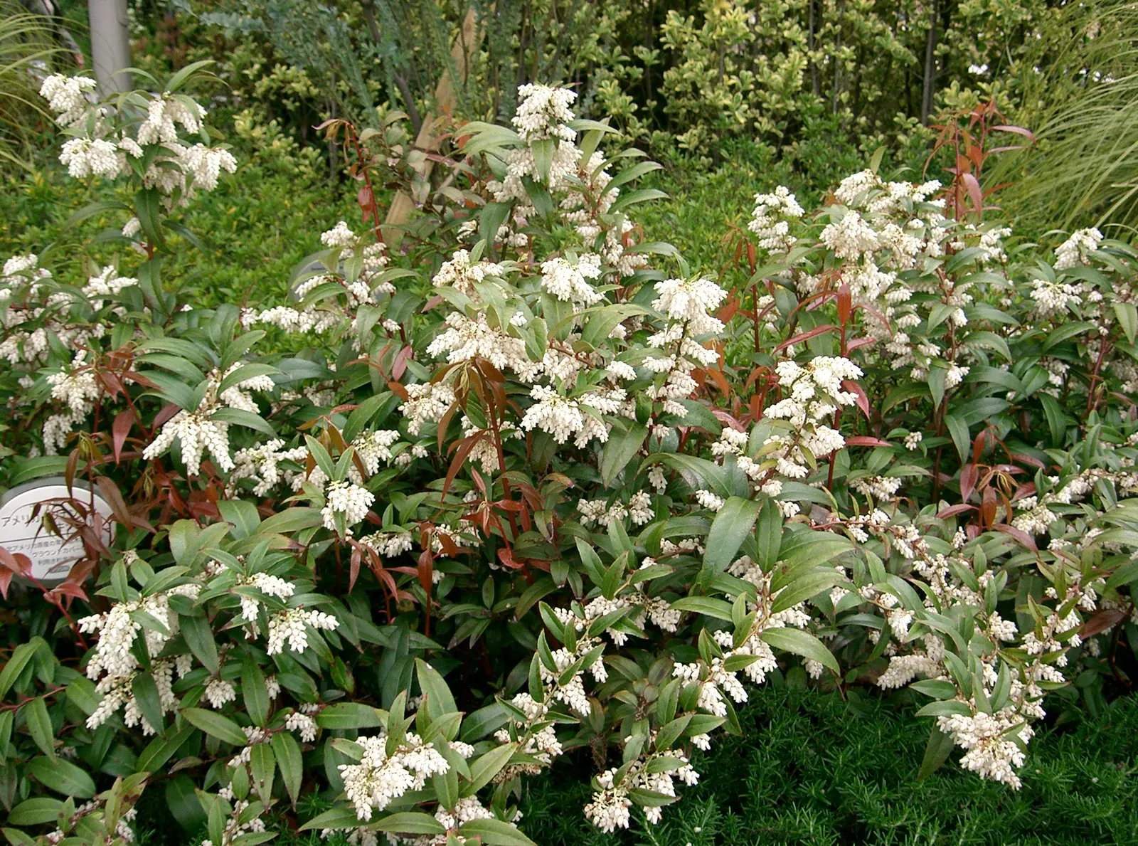 Coastal Doghobble (Leucothoe axillaris) — lance-shaped leaves and clusters of fragrant
