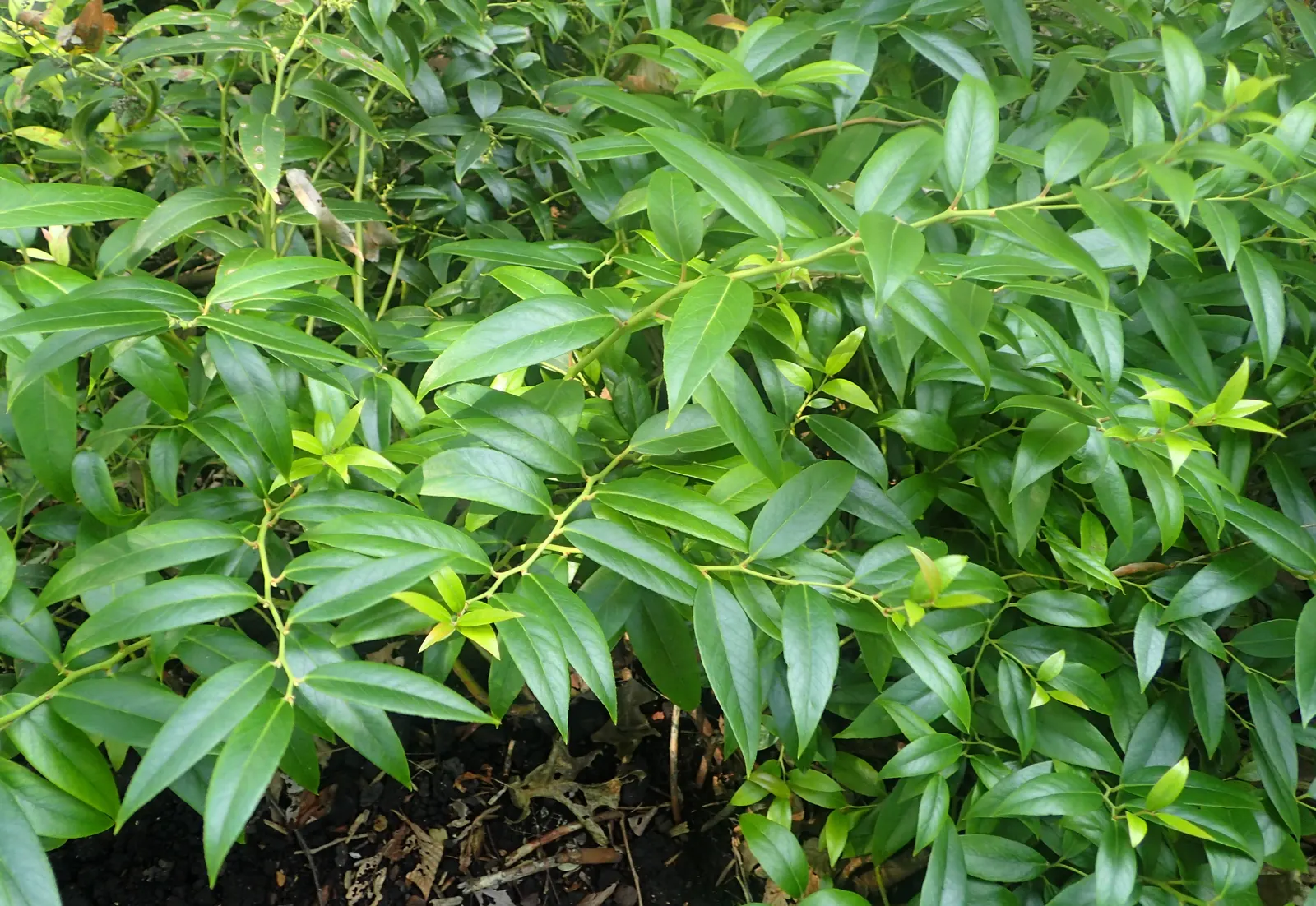 Coastal Doghobble (Leucothoe axillaris) — It features arching branches with glossy; this plant reaches a height and width of 3 to 5 feet