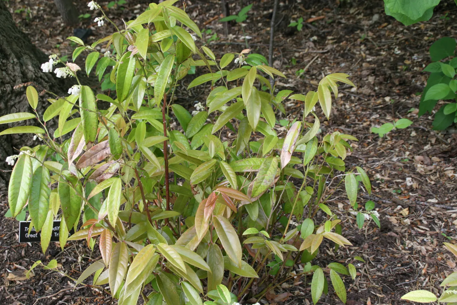 Coastal Doghobble (Leucothoe axillaris) — Its dense foliage provides excellent ground cover, and it‚Äôs resistant to deer and certain pests; is a graceful