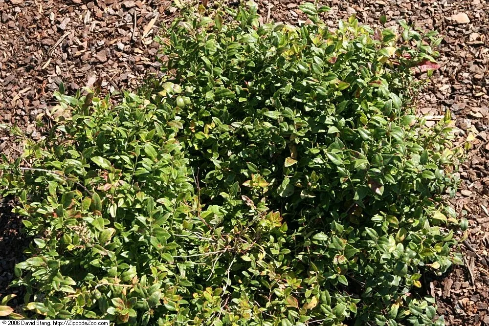 Coastal Doghobble (Leucothoe axillaris) — Thriving in USDA zones 6-9; it prefers partial shade and acidic