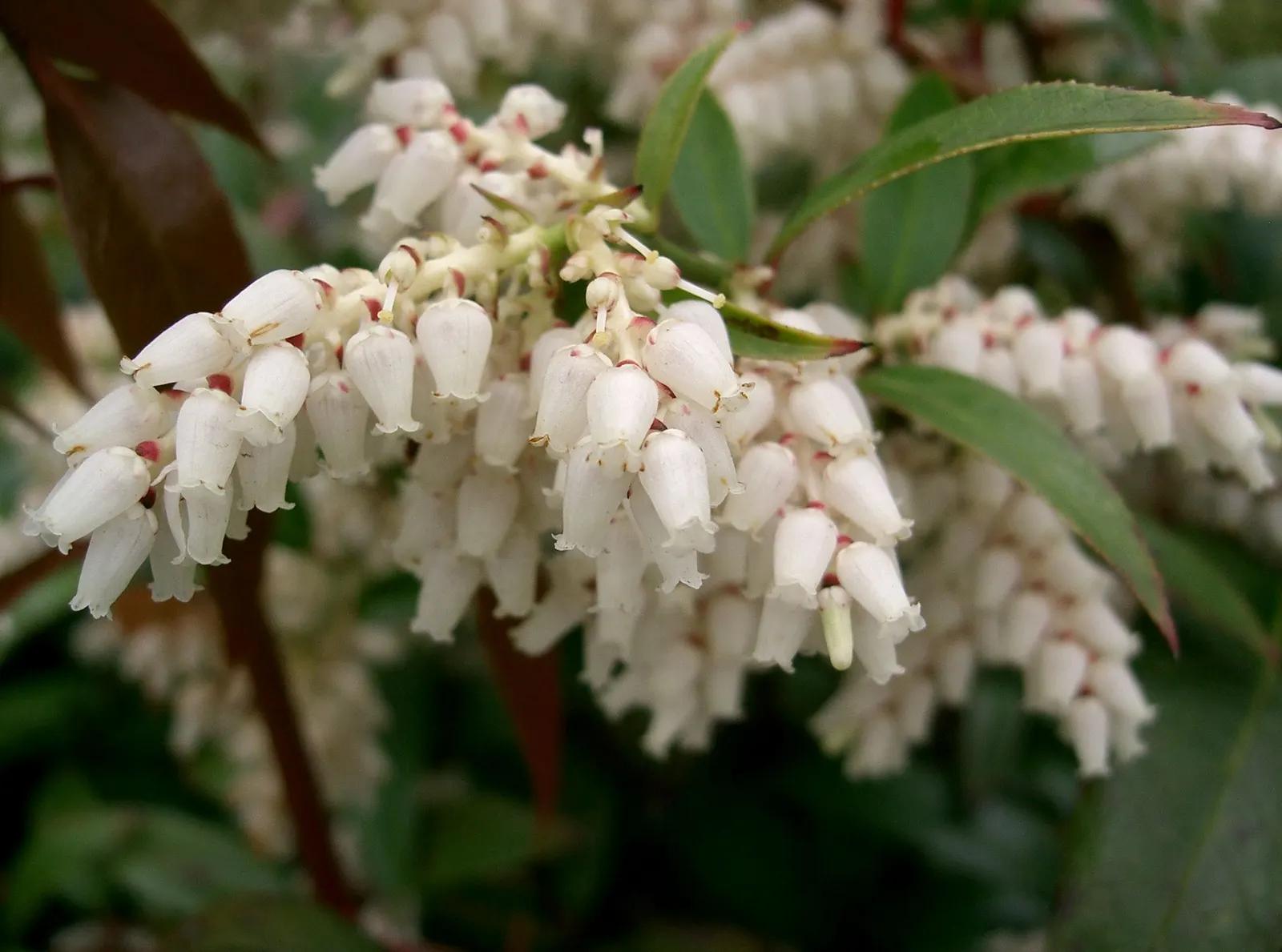 Coastal Doghobble (Leucothoe axillaris) — It features arching branches with glossy