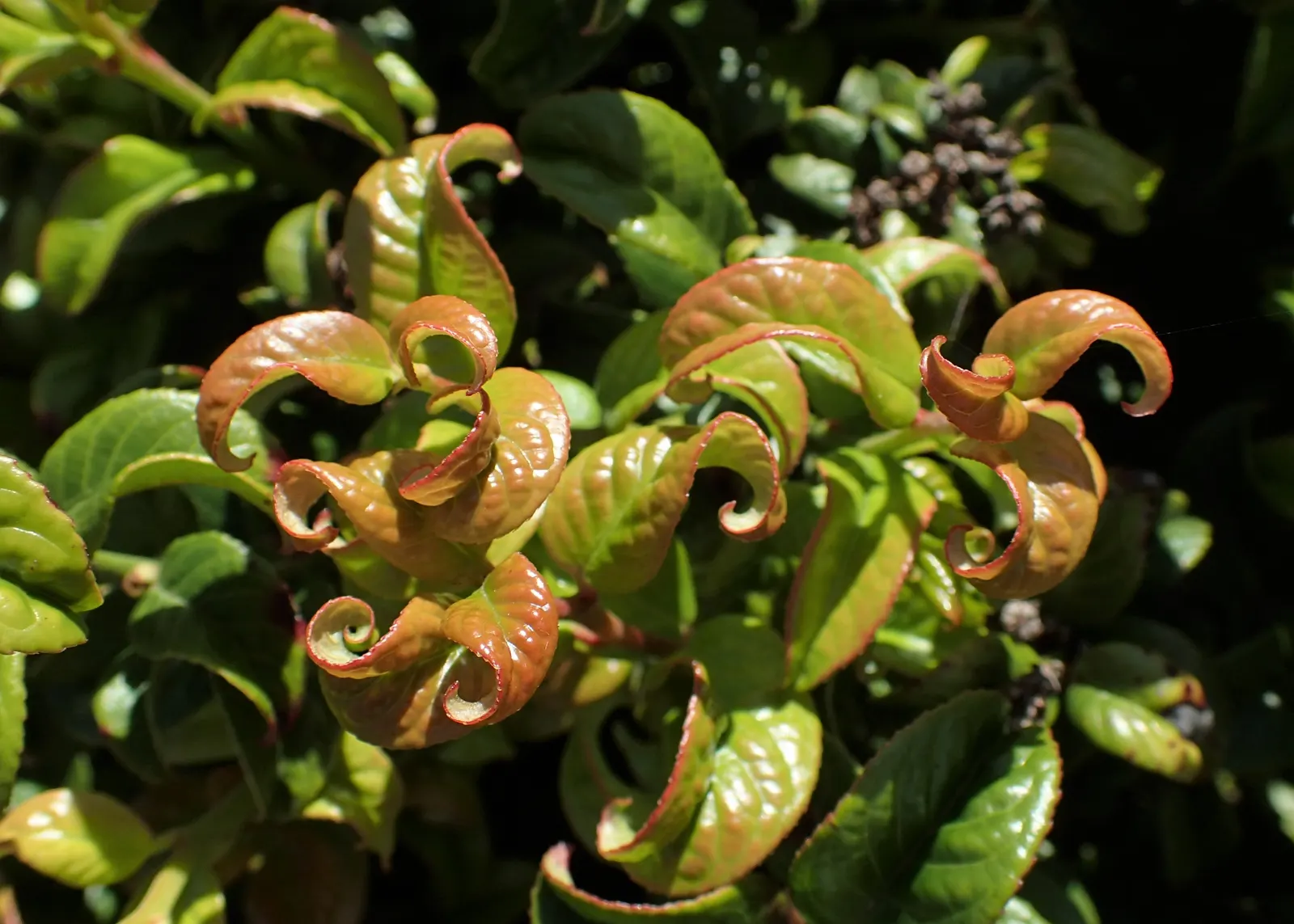 Coastal Doghobble (Leucothoe axillaris) — each about a quarter to a third of an inch long