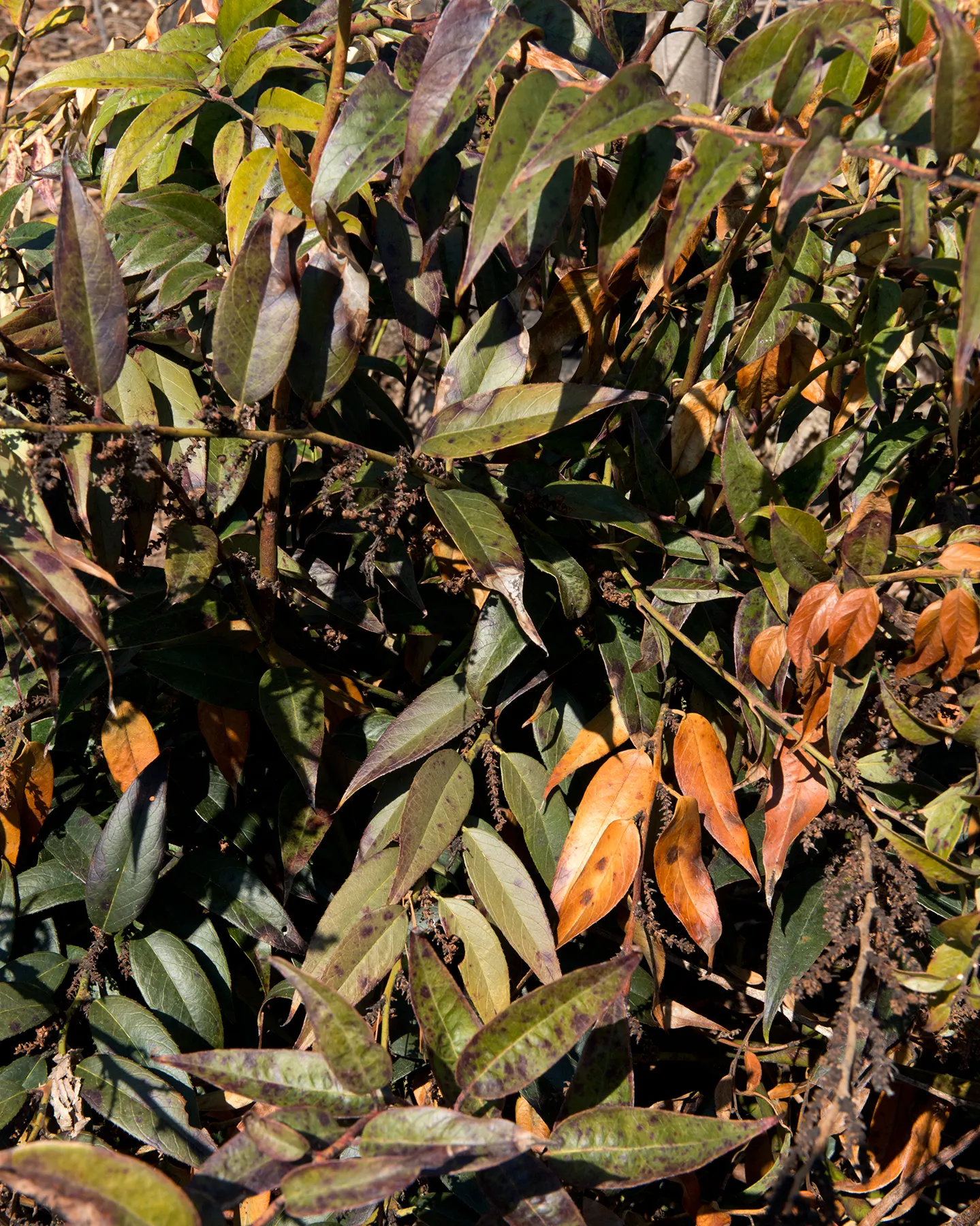 Coastal Doghobble (Leucothoe axillaris) — contributing to the local ecosystem.<br><br>In imperial measurements