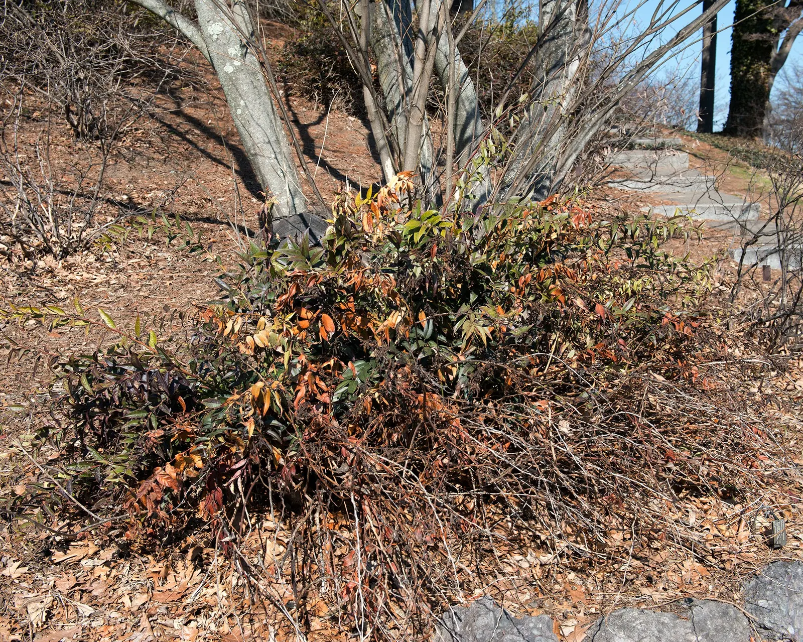 Coastal Doghobble (Leucothoe axillaris) — white flowers in the garden
