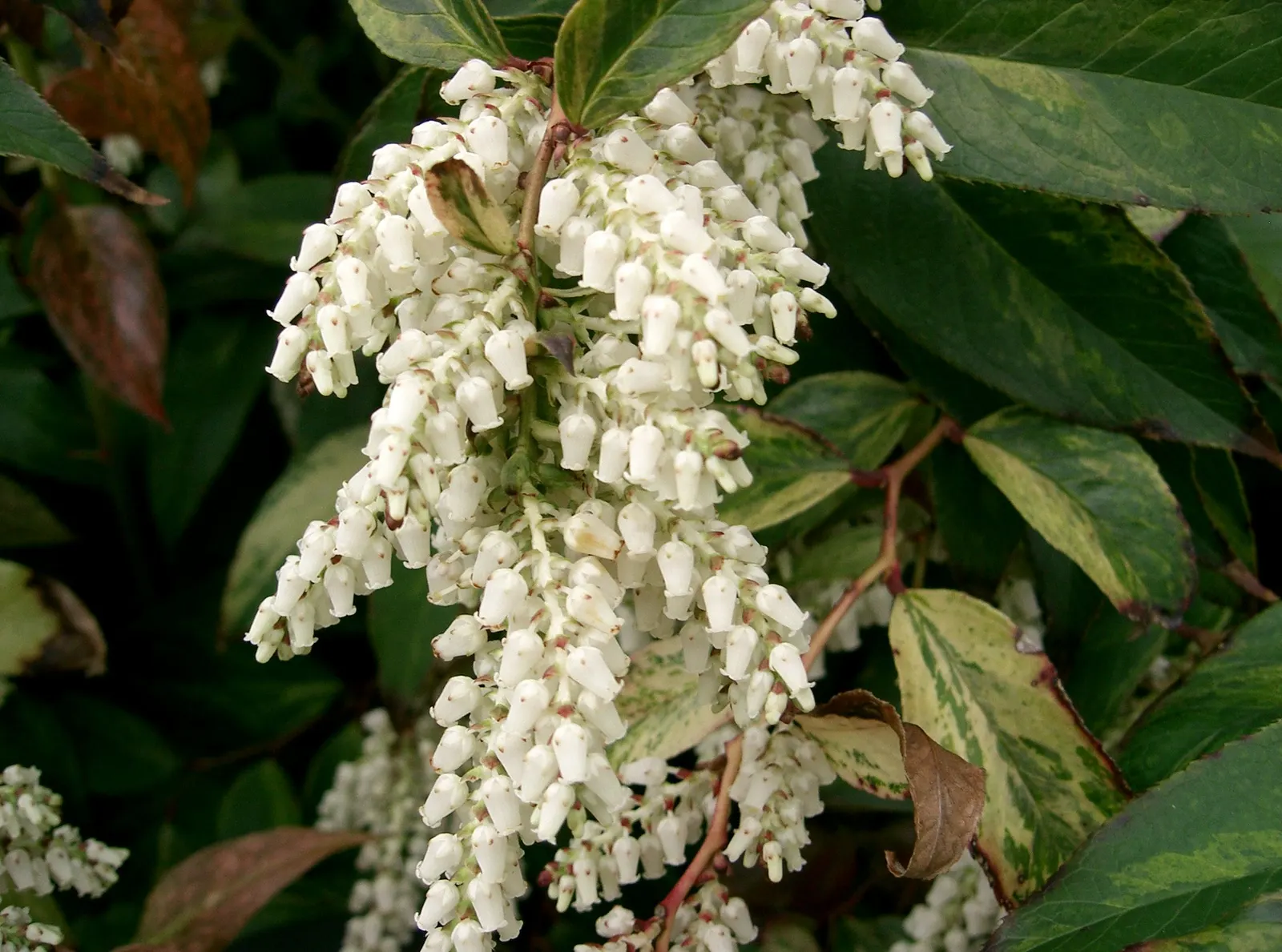 Coastal Doghobble (Leucothoe axillaris) — is an evergreen shrub indigenous to the southeastern United States