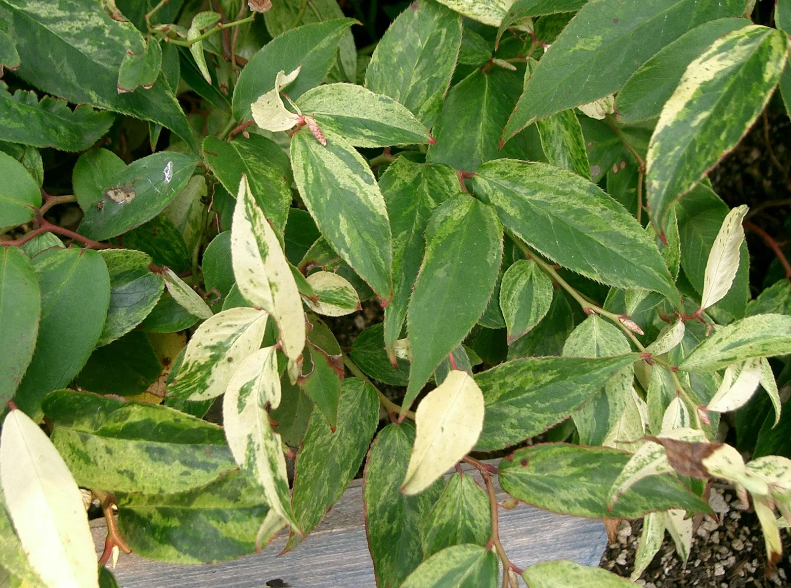 Coastal Doghobble (Leucothoe axillaris) — making it ideal for woodland gardens