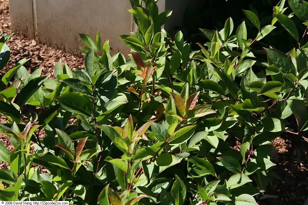 Coastal Doghobble (Leucothoe axillaris) — leathery leaves are a lush