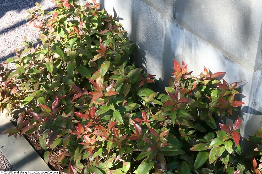 Coastal Doghobble (Leucothoe axillaris) — When designing a landscape