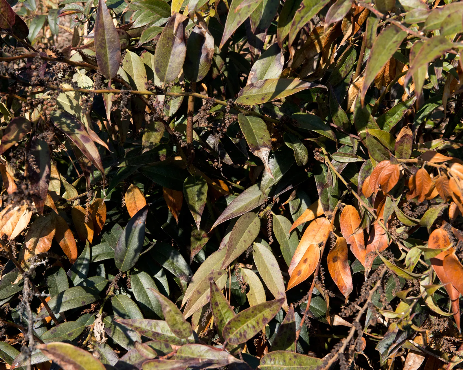 Coastal Doghobble (Leucothoe axillaris) — lance-shaped leaves and clusters of fragrant; it is generally hardy in USDA zones 5b to 9, showing resistance to both