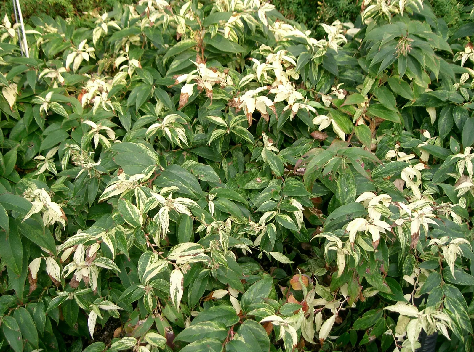 Coastal Doghobble (Leucothoe axillaris) — it prefers partial shade and acidic
