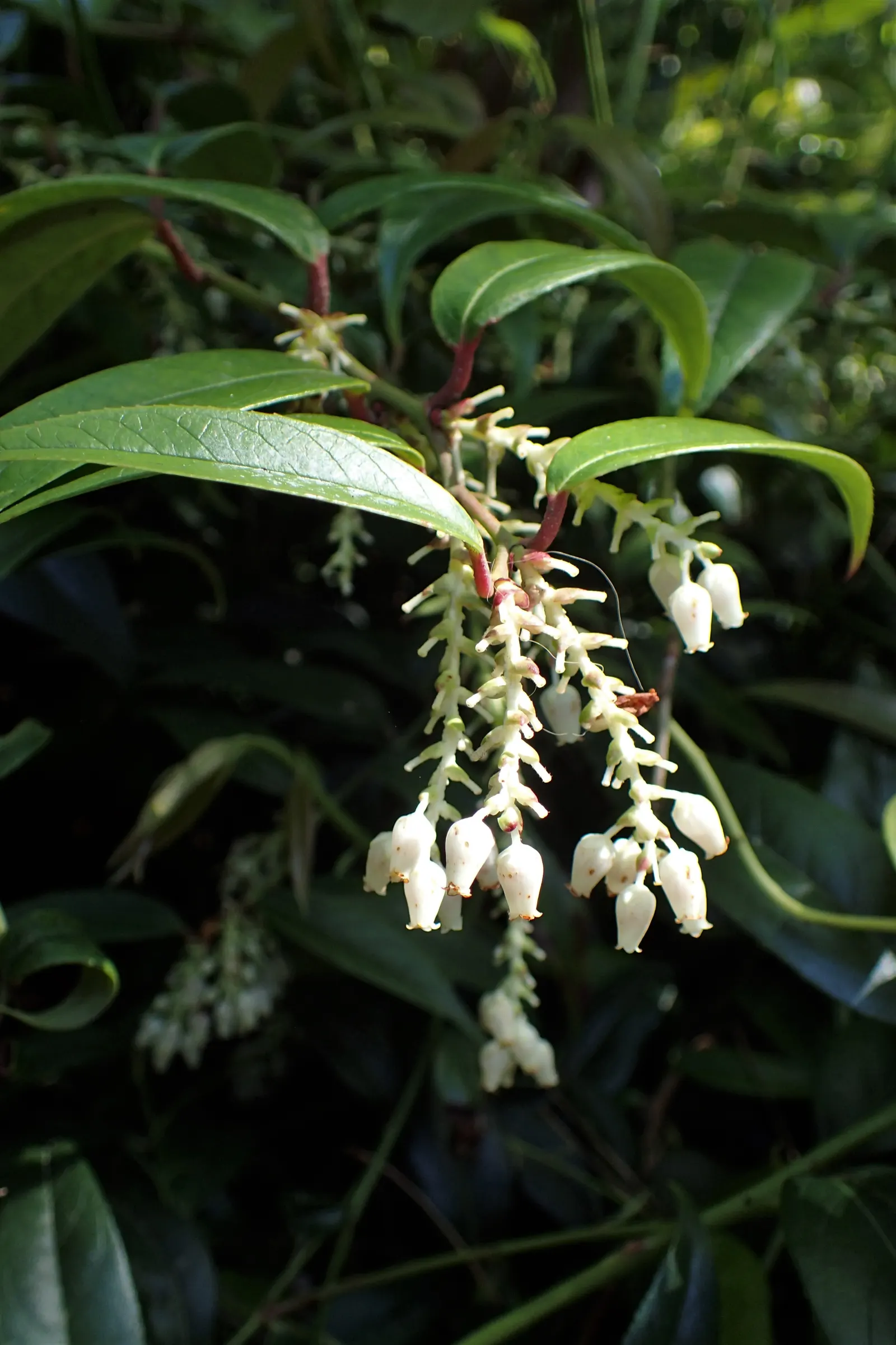 Coastal Doghobble (Leucothoe axillaris) — broadleaf evergreen / shrub with white blooms