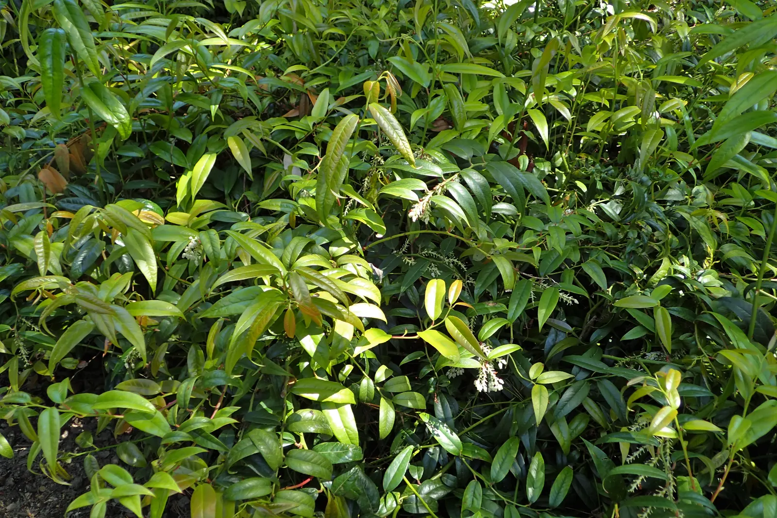 Coastal Doghobble (Leucothoe axillaris) — mature plants will cover a footprint of approximately 36 to 60 inches both in height and spread