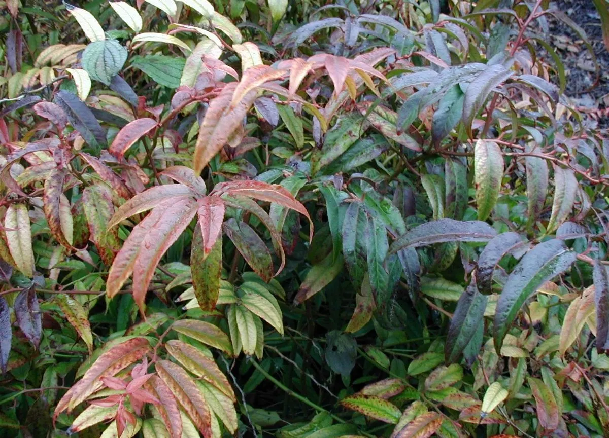 Coastal Doghobble (Leucothoe axillaris) — its dense foliage can provide shelter for birds and other fauna