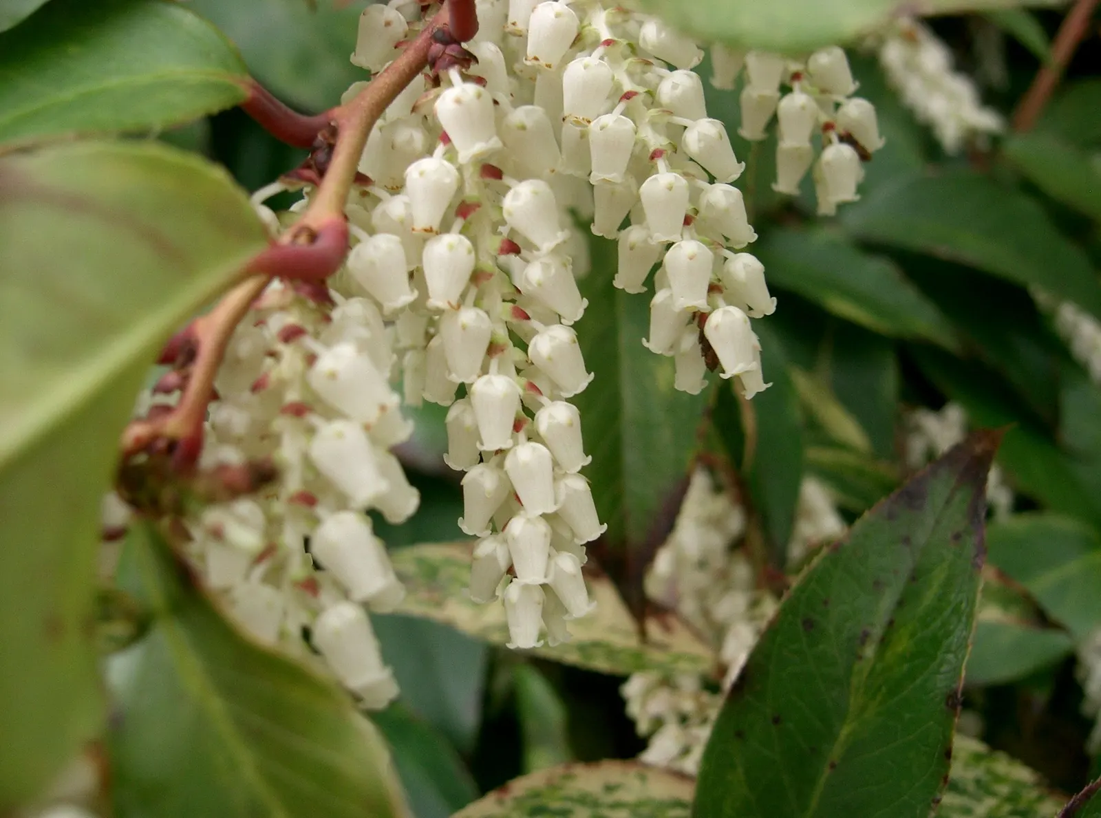 Coastal Doghobble (Leucothoe axillaris) — bell-shaped white flowers in spring