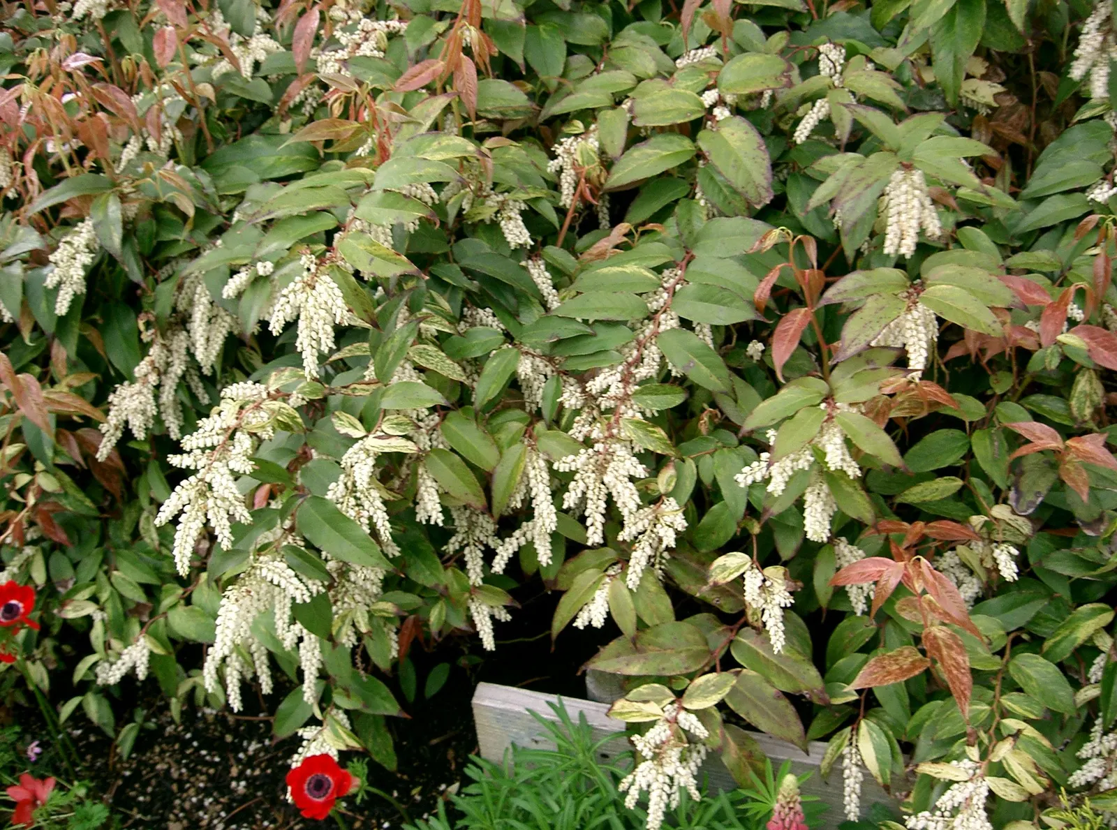 Coastal Doghobble (Leucothoe axillaris) — which mimics its natural understory habitat