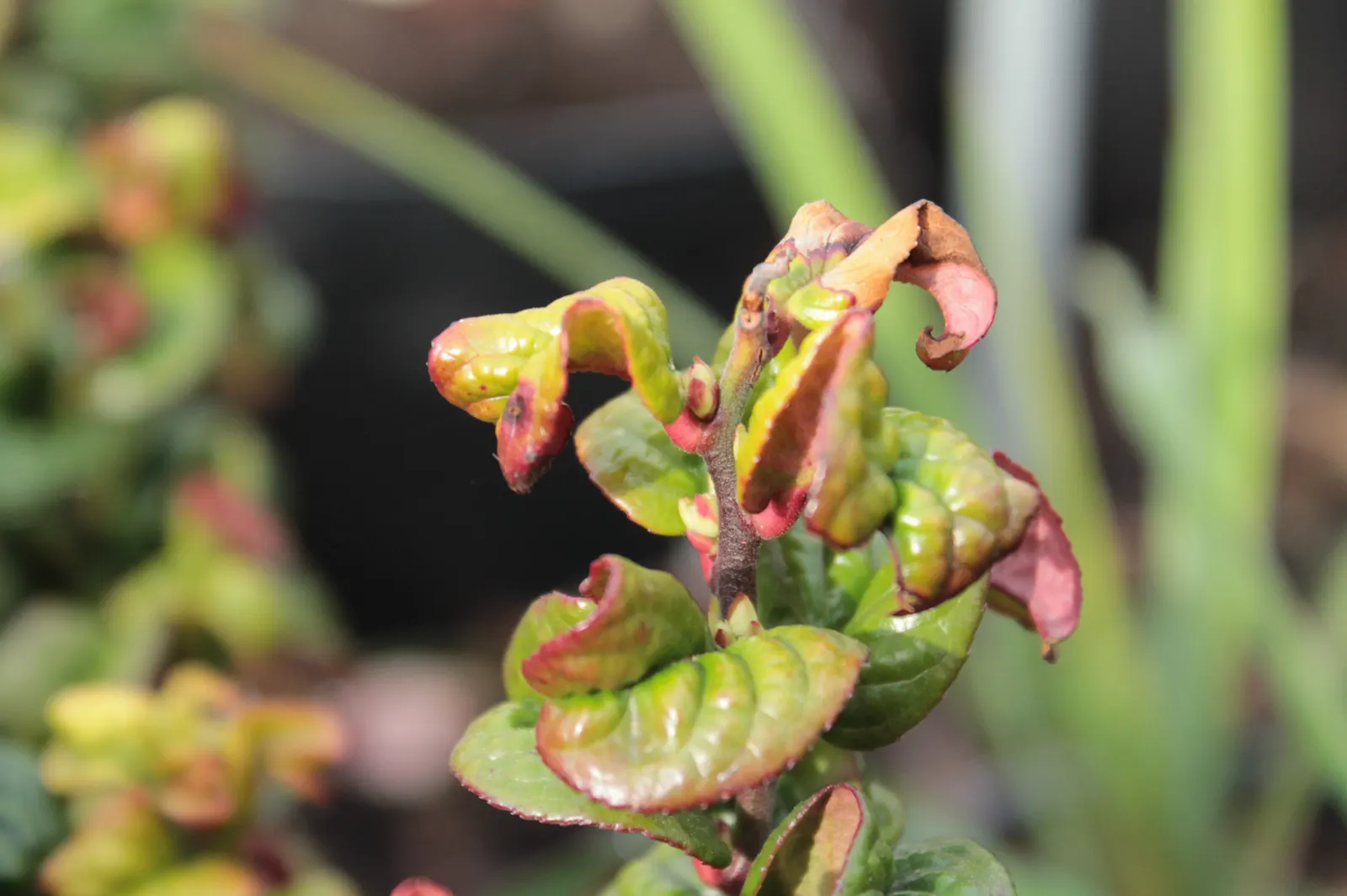 Coastal Doghobble (Leucothoe axillaris) — is a graceful evergreen shrub reaching 3-6 feet tall with a similar spread