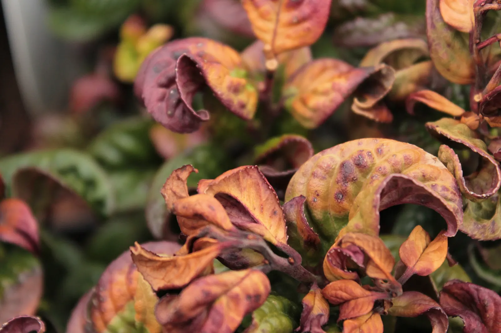 Coastal Doghobble (Leucothoe axillaris) — broadleaf evergreen / shrub for half or shade