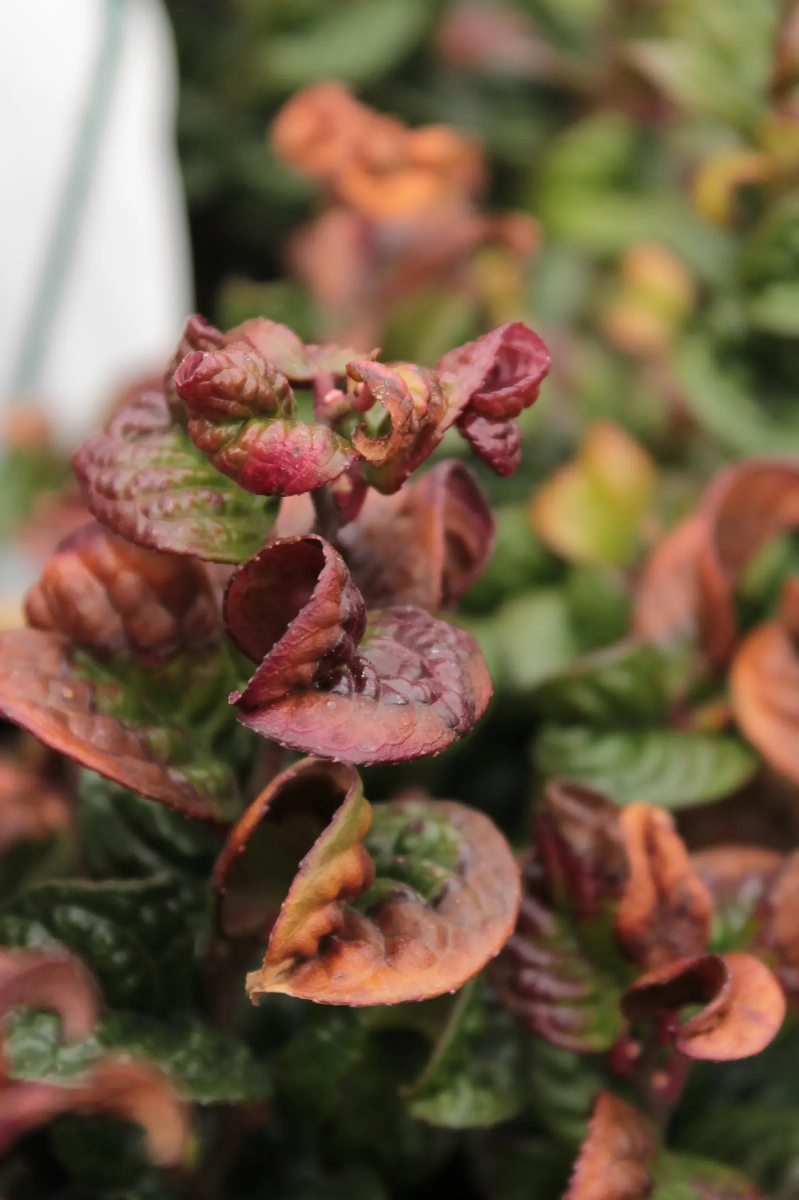 Coastal Doghobble (Leucothoe axillaris) — are borne in cluster axils