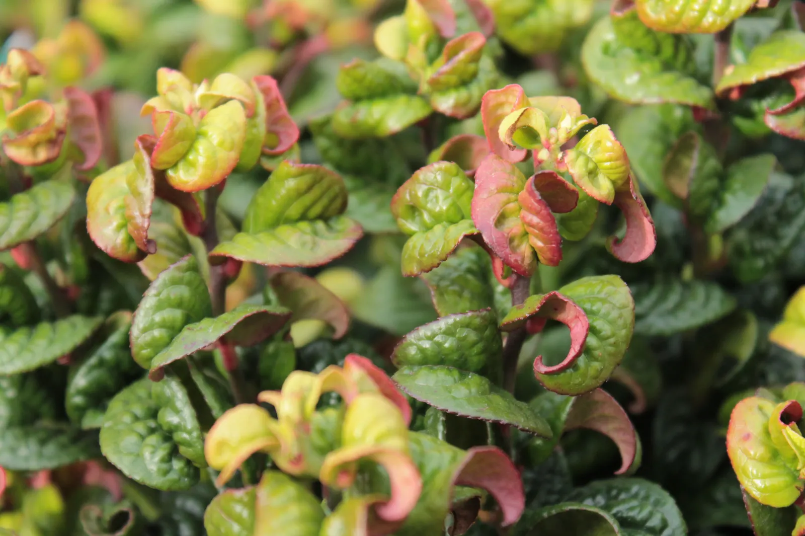 Coastal Doghobble (Leucothoe axillaris) — it prefers partial shade and acidic; bell-shaped white flowers that emerge in the spring