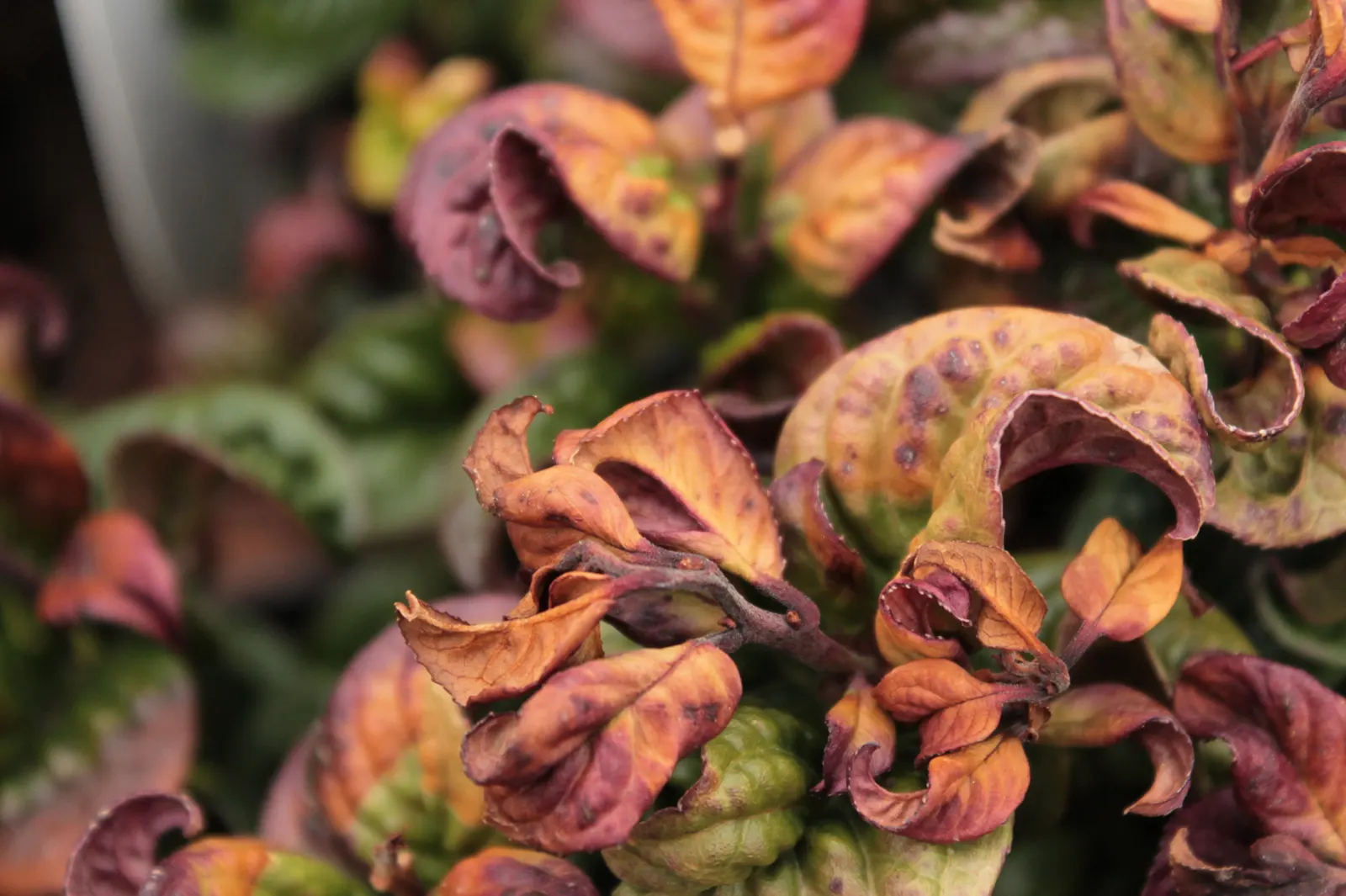 Coastal Doghobble (Leucothoe axillaris) — making it ideal for woodland gardens; its dense foliage can provide shelter for birds and other fauna