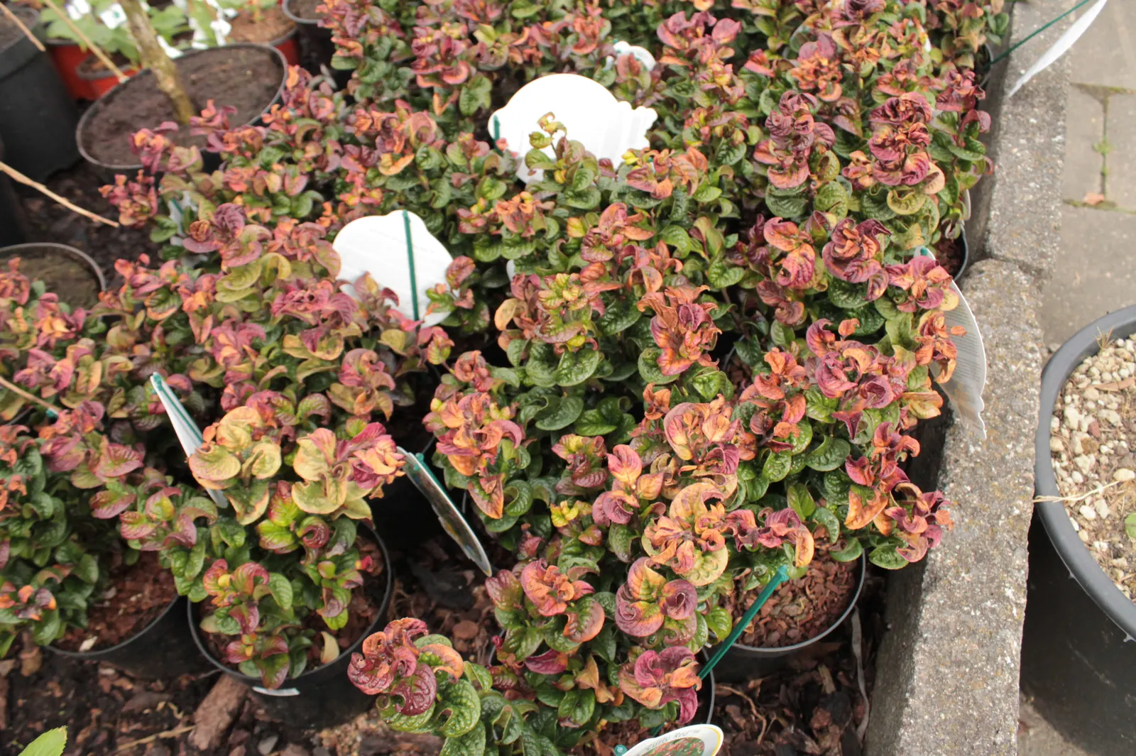 Coastal Doghobble (Leucothoe axillaris) — It is generally hardy in USDA zones 5b to 9, showing resistance to both heat and humidity