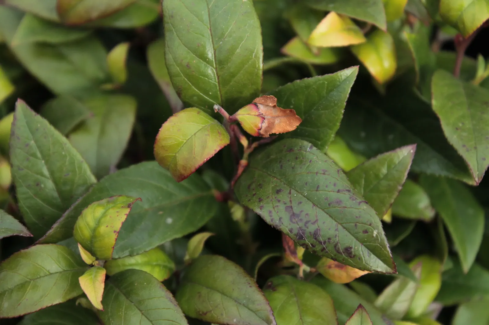 Coastal Doghobble (Leucothoe axillaris) — allowing designers to plan accordingly with spacing to support plant health and design aesthetics