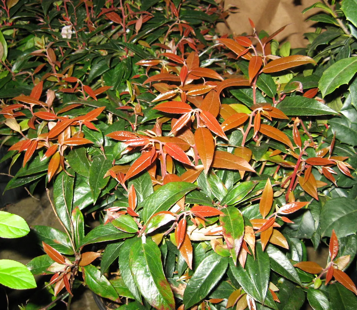 Coastal Doghobble (Leucothoe axillaris) — Thriving in USDA zones 6-9