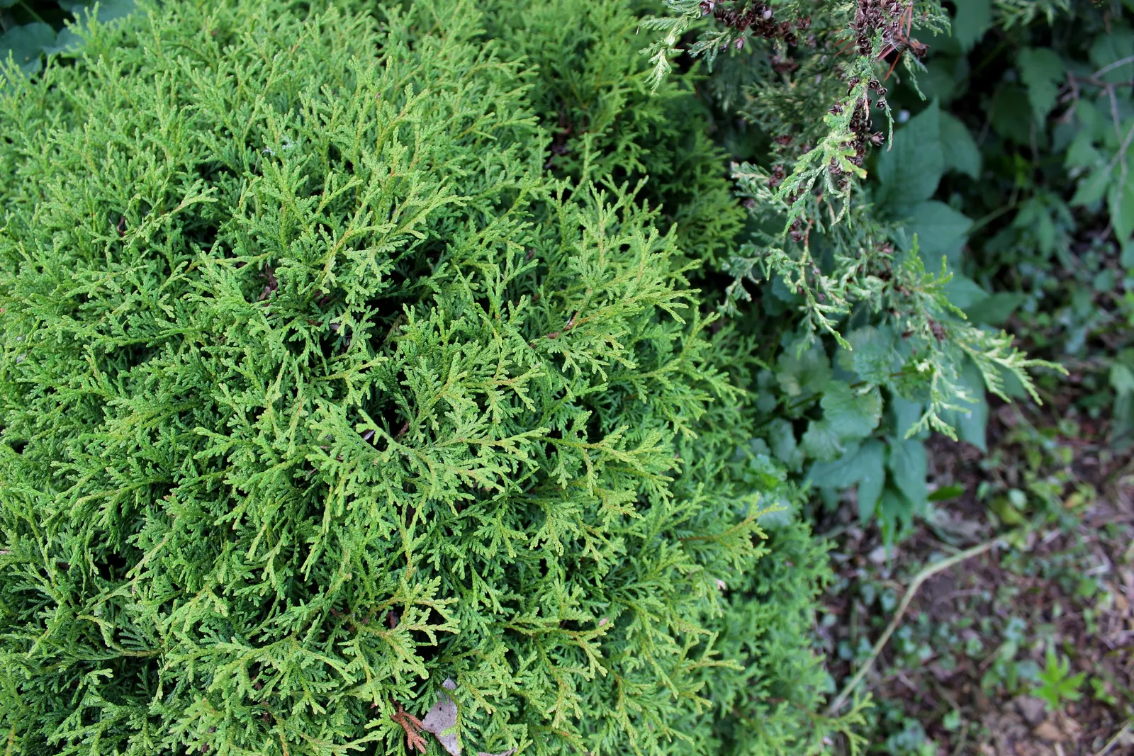 Globe Arborvitae (Thuja Occidentalis 'Globosa') — rounded shape and dense foliage