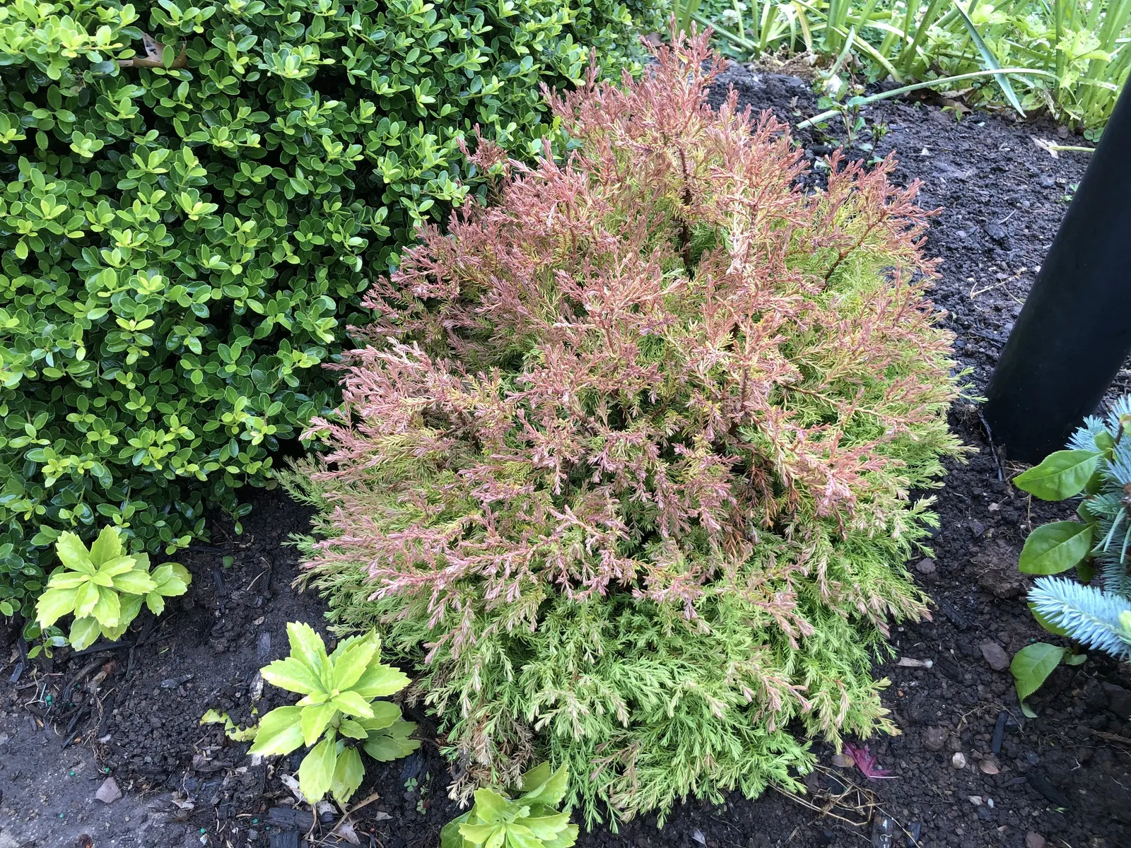 Globe Arborvitae (Thuja Occidentalis 'Globosa') — Ideal for accent use, formal gardens, or as a low hedge