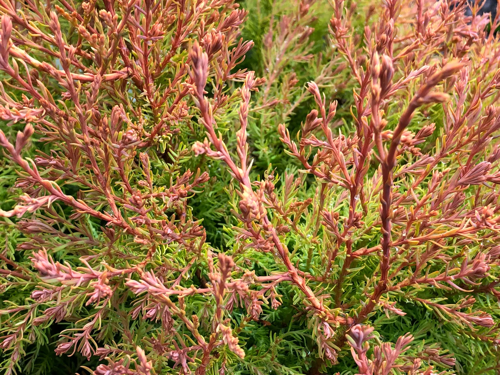 Globe Arborvitae (Thuja Occidentalis 'Globosa') — evergreen shrub with a dense