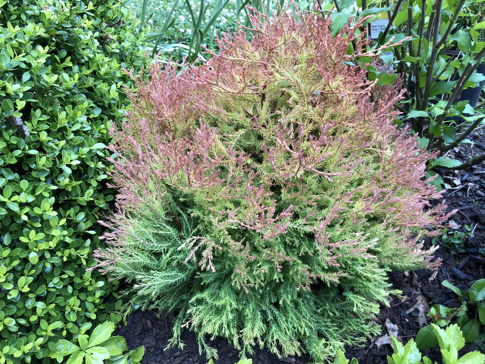 Globe Arborvitae (Thuja Occidentalis 'Globosa') — Hardy in zones 3-8, it requires minimal maintenance and adapts well to a variety of soil types