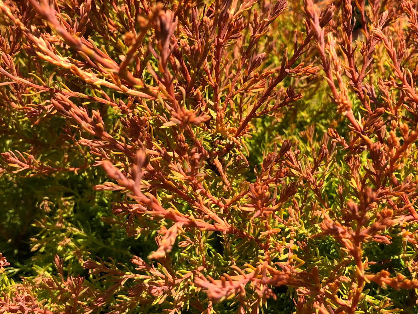 Globe Arborvitae (Thuja Occidentalis 'Globosa') — It reaches 3-4 feet in height and width at maturity