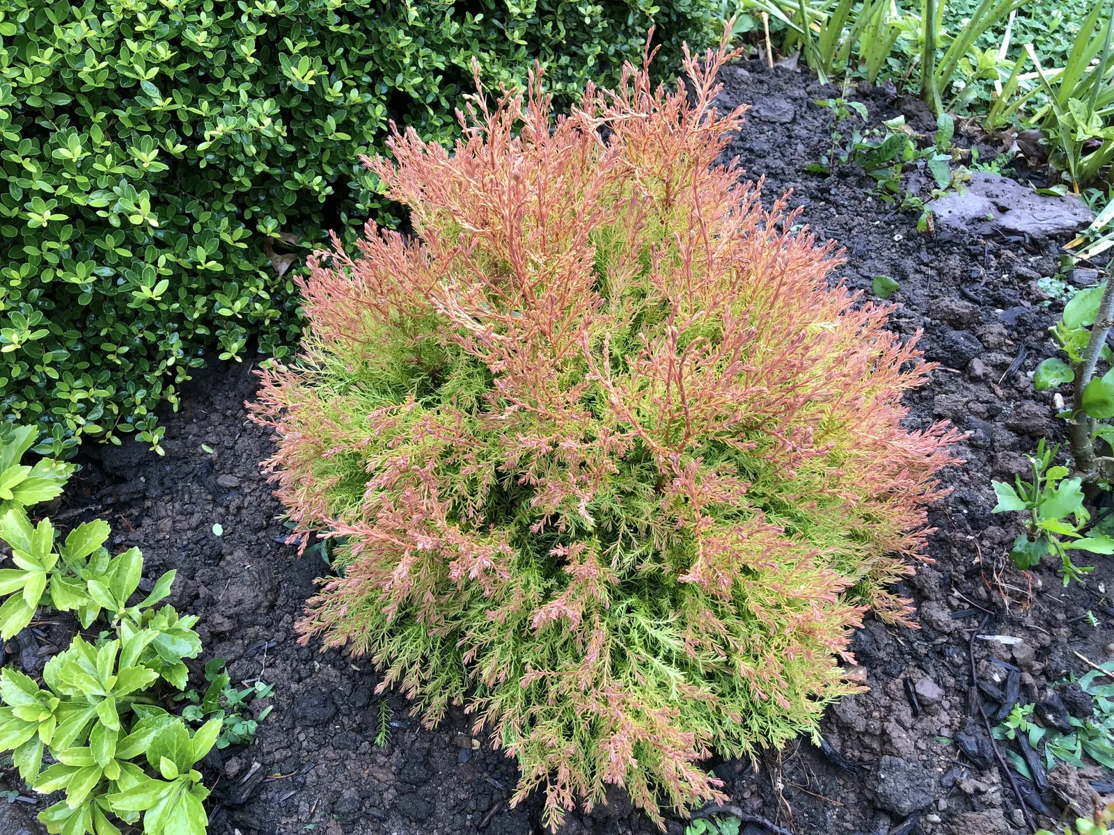 Globe Arborvitae (Thuja Occidentalis 'Globosa') — The rich, emerald green foliage offers year-round visual interest
