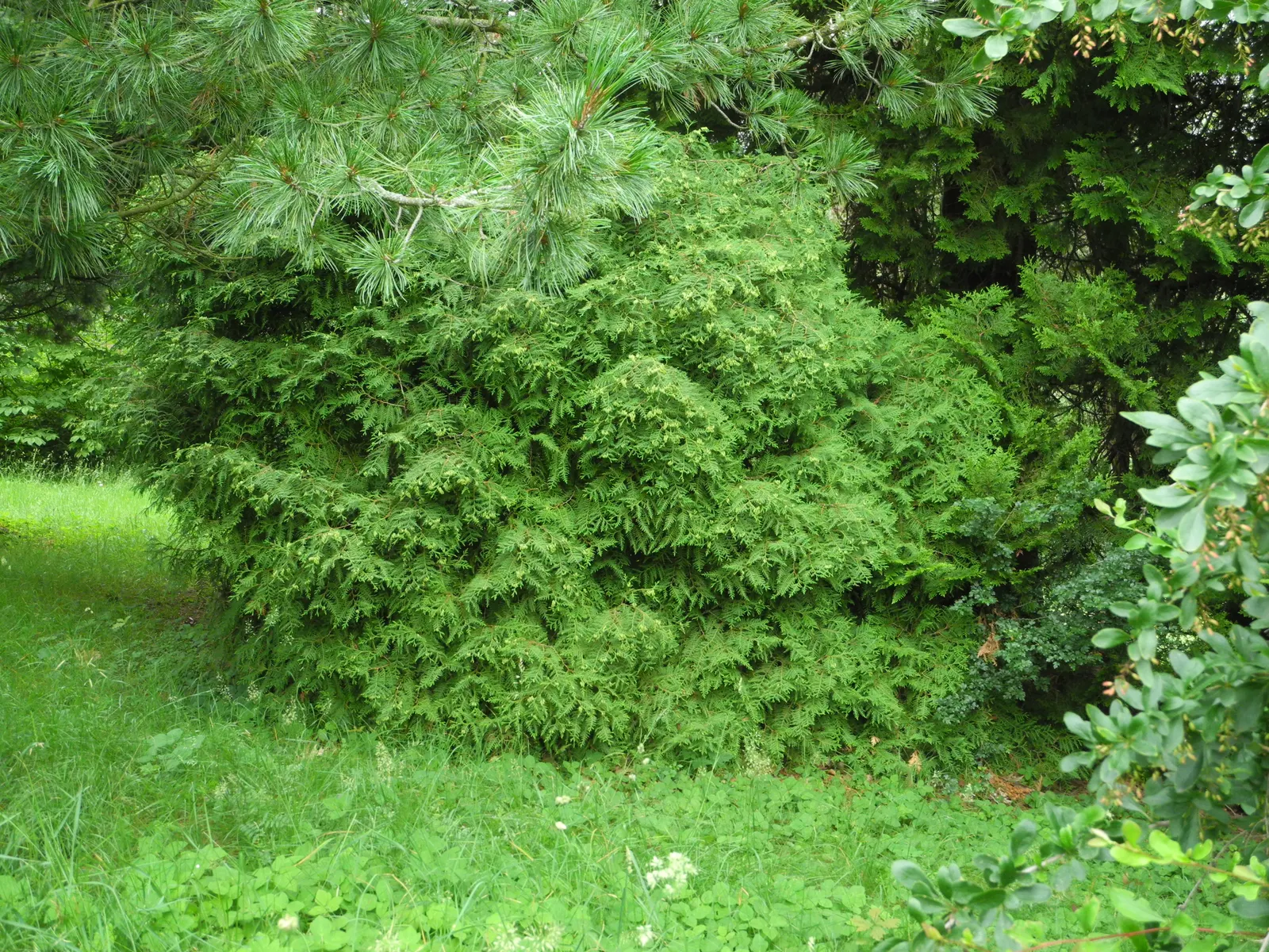 Globe Arborvitae (Thuja Occidentalis 'Globosa') — is an evergreen shrub that is highly sought after for its unique