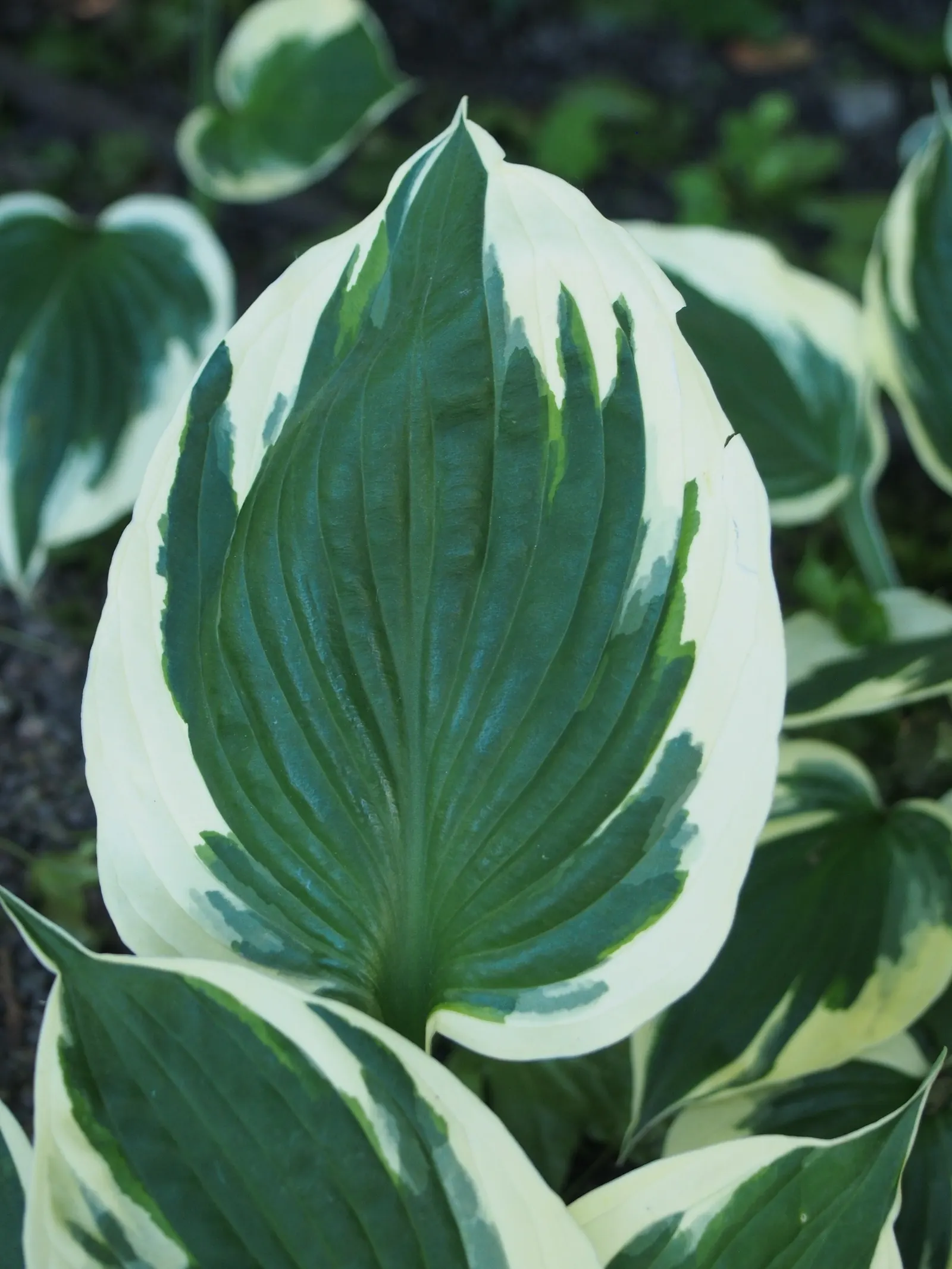 Minuteman Hosta (Hosta 'Minuteman') — It features deep green leaves with bold, pure white margins, creating a dramatic contrast