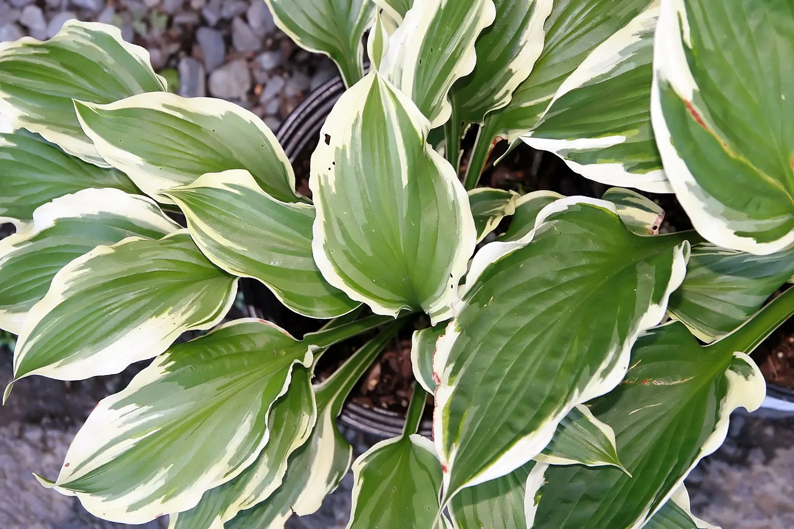Minuteman Hosta (Hosta 'Minuteman') — This shade-tolerant hosta reaches heights of approximately 18 inches, with a spread of 24 inches