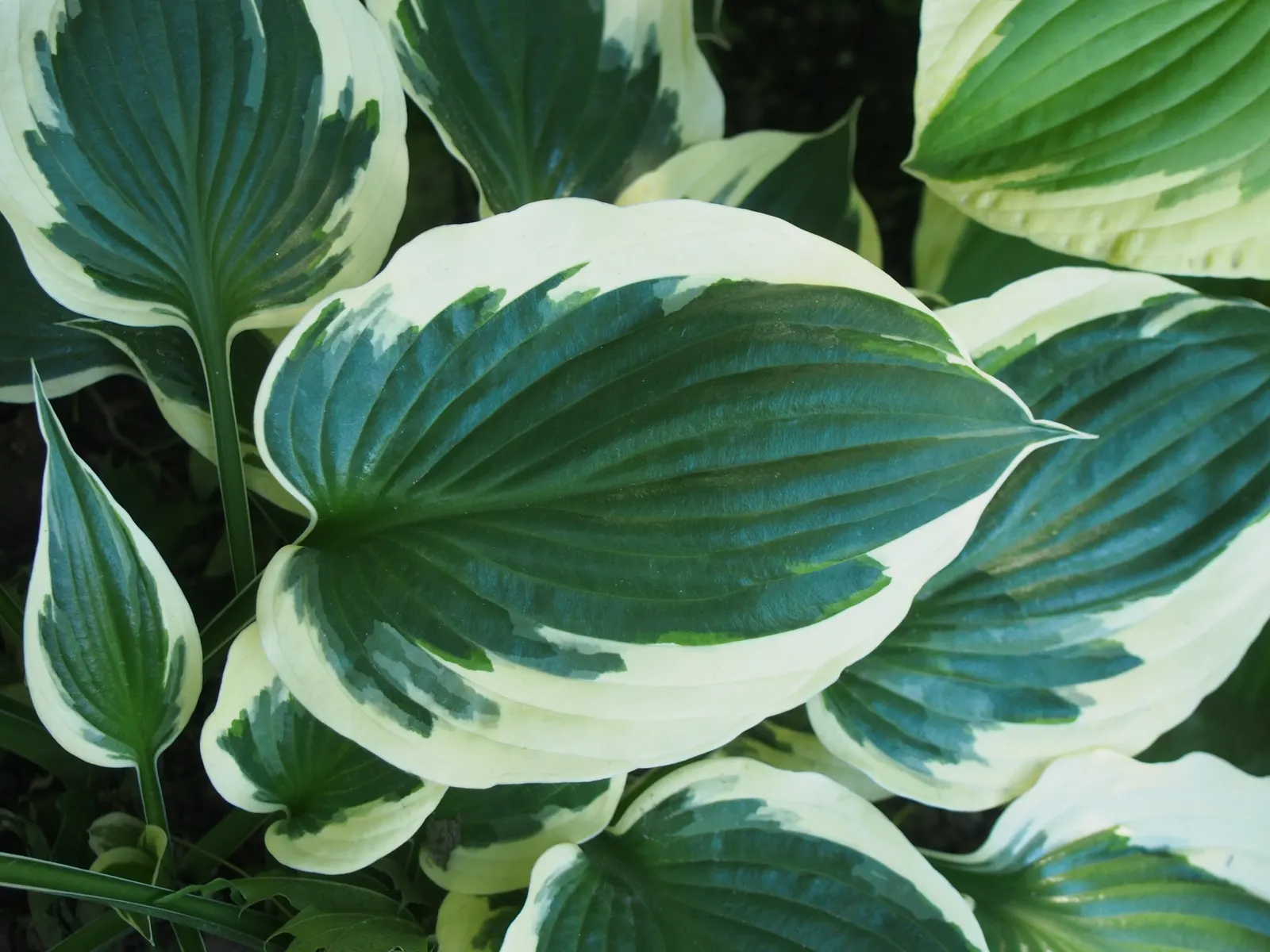 Minuteman Hosta (Hosta 'Minuteman') — The Hosta 'Minuteman' is a striking perennial prized for its ornamental appeal