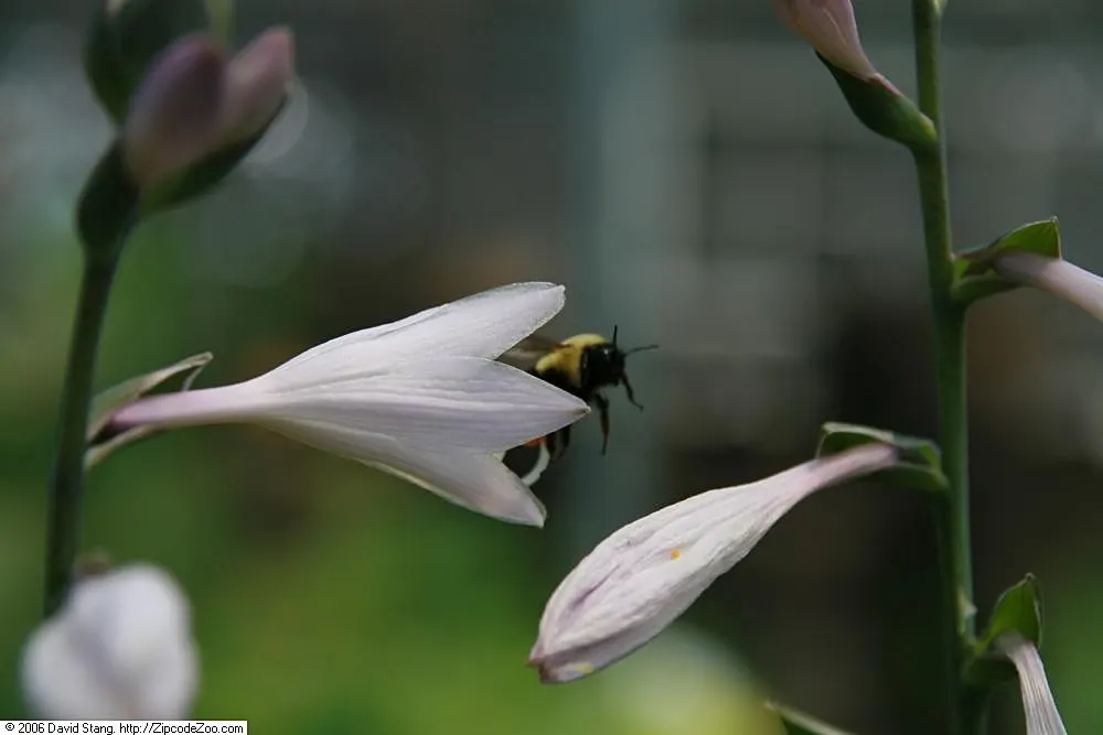 Minuteman Hosta (Hosta 'Minuteman') — Ideal for border accents and low-maintenance groundcover