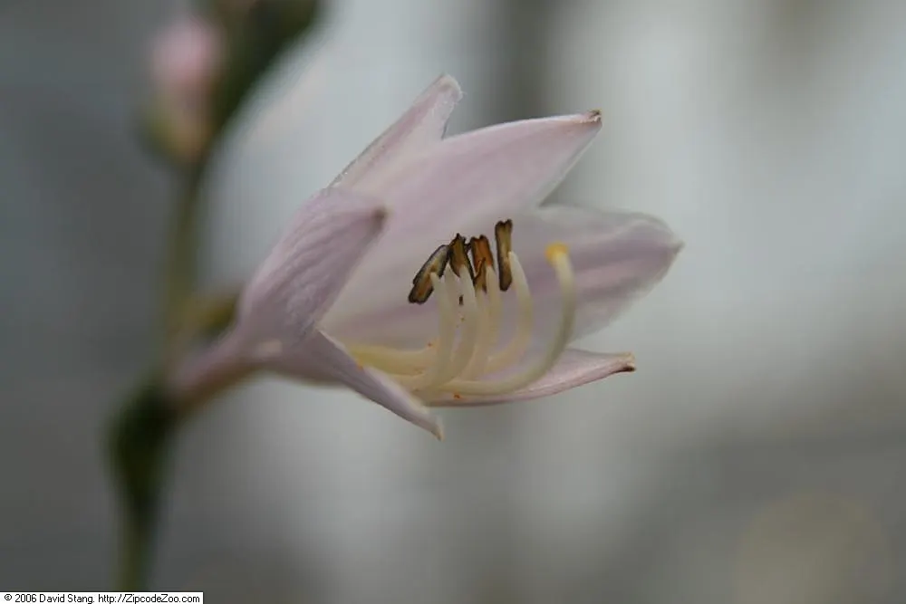 Minuteman Hosta (Hosta 'Minuteman') — it thrives in hardiness zones 3 through 8 and blooms light purple flowers in summer