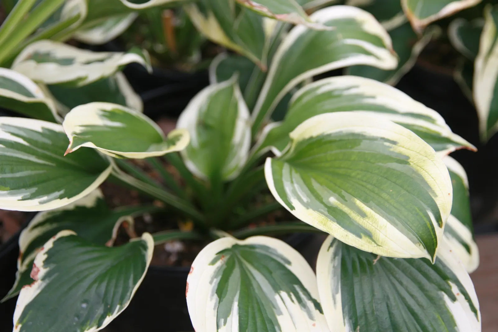 Minuteman Hosta (Hosta 'Minuteman') — attracting pollinators to the garden